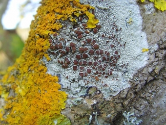 Lišejník Lecanora argentata uprostřed. Kredit: Jymm / Wikimedia Commons.