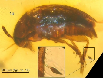 Samice fosilního slepáče †Proptomaphaginus alleni s parazitickou houbou †Columnomyces electri. Kredit: Perreau et al. (2021), Scientific Reports