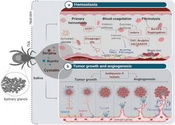 Příklady inhibitorů proteáz ze slinných žláz klíštěte. Kredit: Jmel et al. (2021).