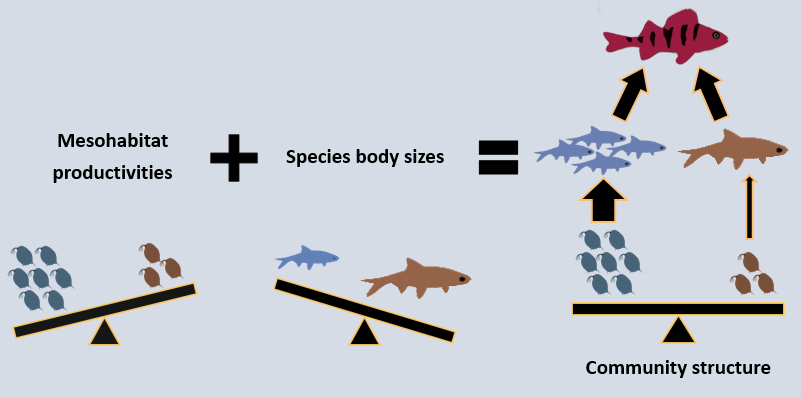 Společenstva volných vod (tmavě modré symboly) se vyznačují vysokou produktivitou a malými konzumenty, zatímco společenstva dna (hnědé symboly) jsou méně produktivní a zahrnují větší konzumenty. Tyto dvě úrovně asymetrie se navzájem kompenzují, takže