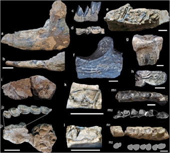Fosilie savců ze skupiny Litopterna a Notoungulata, Laguna Del Laja. Kredit: Solorzano et al. (2021).
