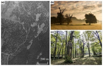 Otevřený les. Kredit: Miklín et al. (2018) Diversity & Distributions.