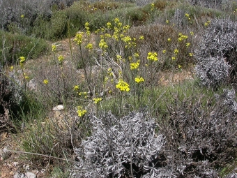 Trýzel Erysimum mediohispanicum. Kredit: José M. Gómez / Wikimedia Commons.