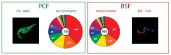 Porovnání zastoupení typů mitochondriálních proteinů u trypanozom ve hmyzím přenašeči (PCF) a v savci (BSF). Kredit: Zíková et al. (2017), PLoS Pathogens.