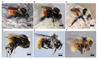 Čmeláci z příbuzenstva čmeláka horského. Kredit: Martinet et al. (2018), Systematic Entomology.