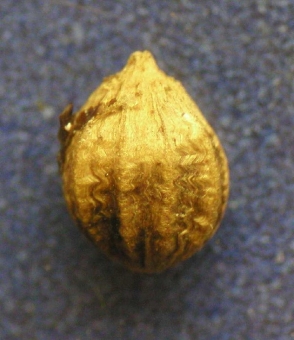 Semeno koriandru ze středověké studny z Starého Města pražského.