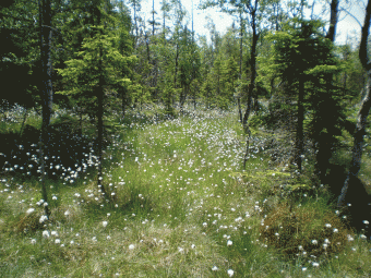 Pohled na výzkumnou lokalitu rašelinné smrčiny s kvetoucím suchopýrem pochvatým. 