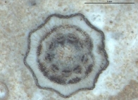 Příčný řez stonkem Equisetum thermale. Zdroj: Alan Channing, Cardiff University, Wales, United Kingdom