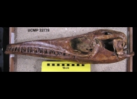Jedna z nejlépe zachovaných lebek mosasaura na světě. Zdroj: Johan Lindgren, Museum of Paleonthology, University of California Berkeley, California